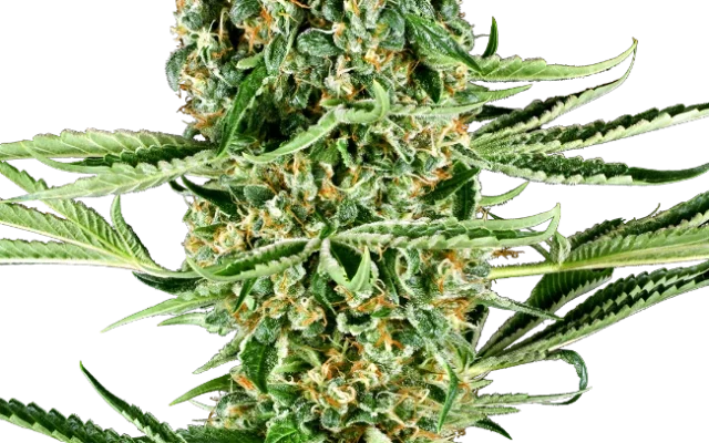 Critical Runtz Feminized (Research) – Pflanze