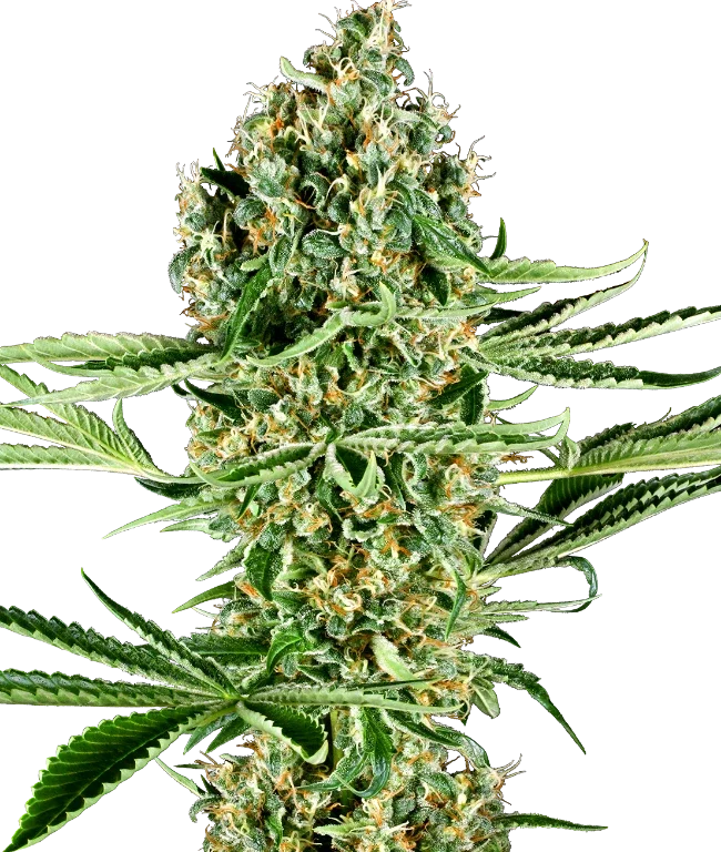 Critical Runtz Feminized (Research) – Pflanze