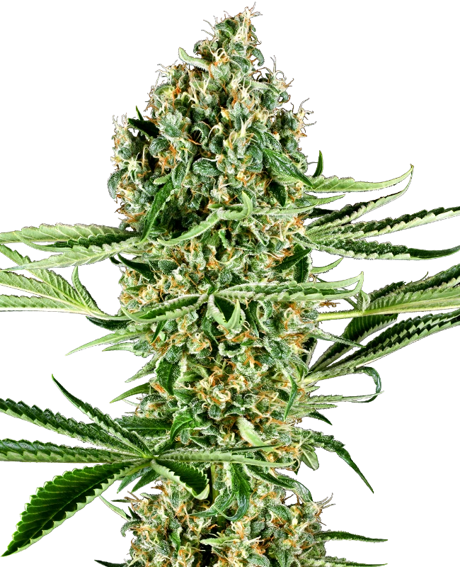 Critical Runtz Feminized (Research) – Pflanze