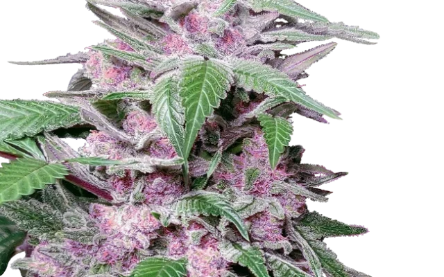 Purple Cookie Kush Feminized (Research) – Pflanze