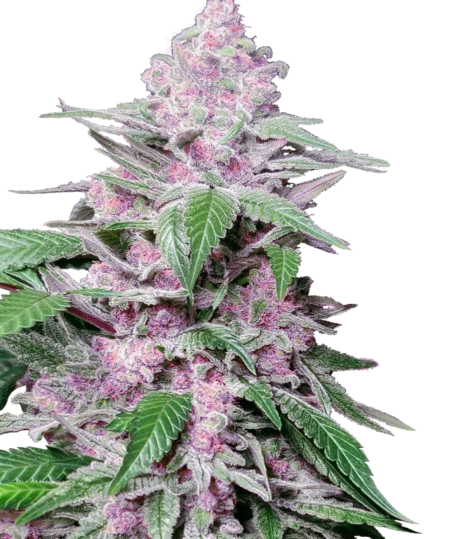 Purple Cookie Kush Feminized (Research) – Pflanze