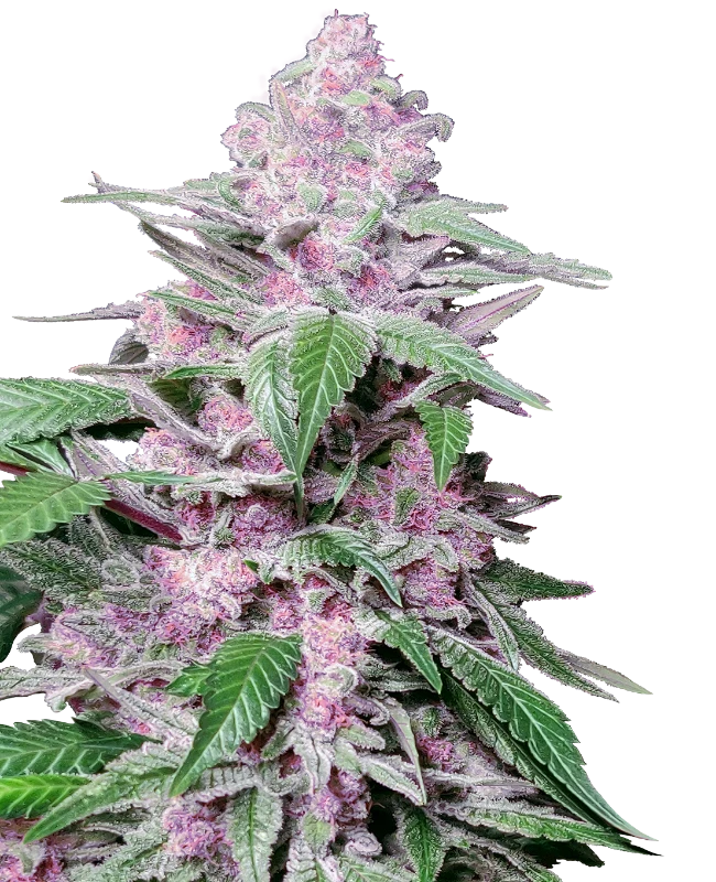 Purple Cookie Kush Feminized (Research) – Pflanze