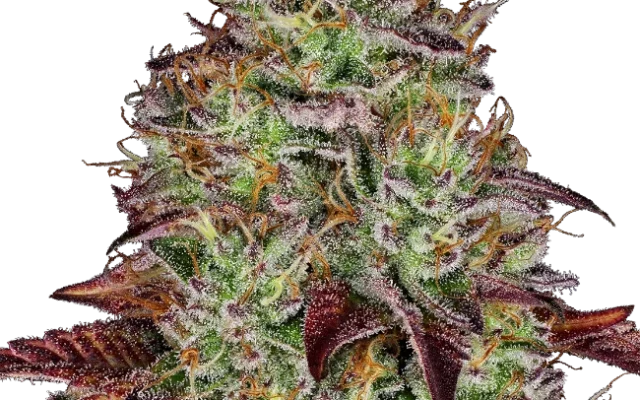 Tezla OG Feminized (Research) – Pflanze