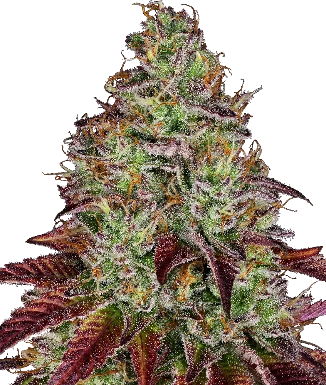 Tezla OG Feminized (Research) – Pflanze