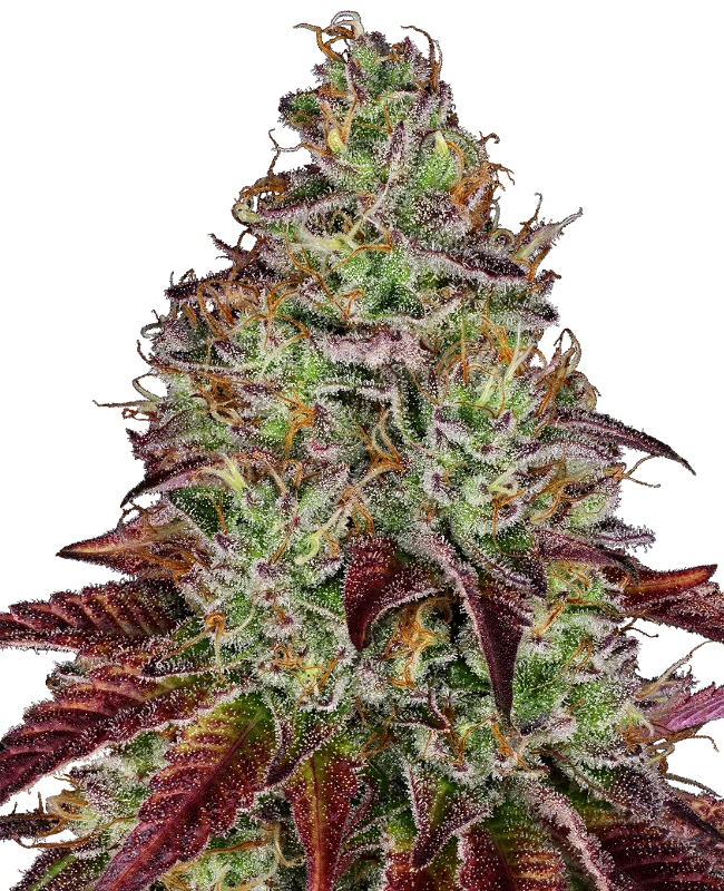 Tezla OG Feminized (Research) – Pflanze