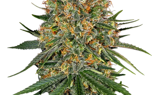 White Cheese Feminized (White Label) – Pflanze