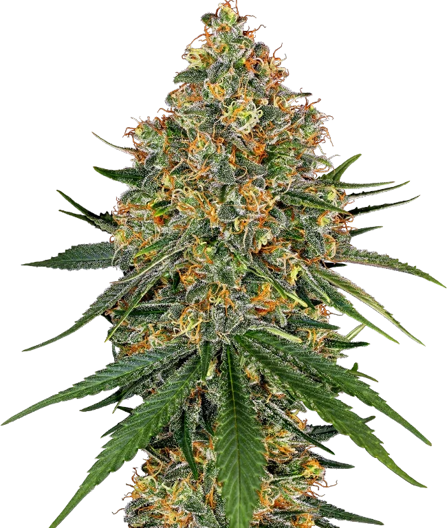 White Cheese Feminized (White Label) – Pflanze