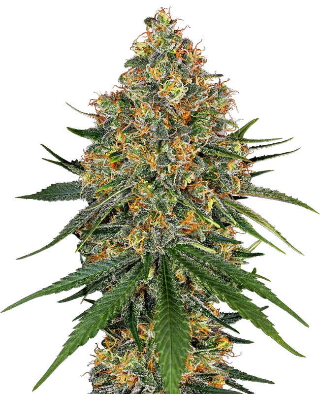 White Cheese Feminized (White Label) – Pflanze