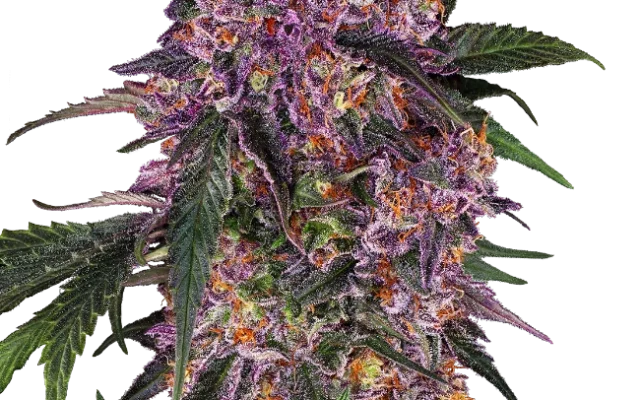 Sensi Purple Kush Feminized (Sensi Seeds) – Pflanze