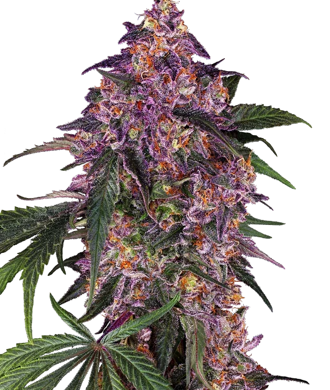 Sensi Purple Kush Feminized (Sensi Seeds) – Pflanze