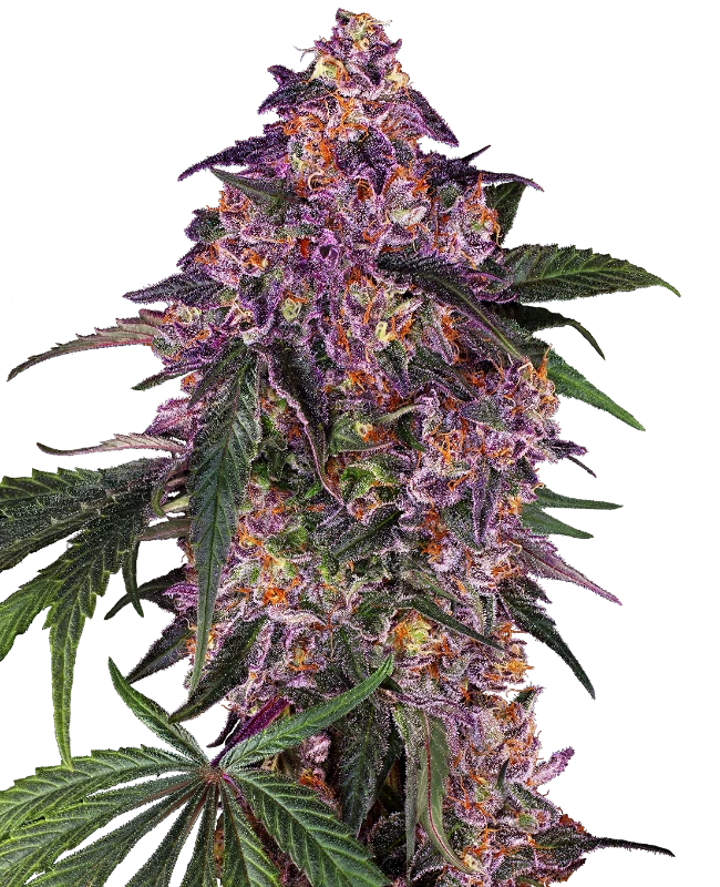 Sensi Purple Kush Feminized (Sensi Seeds) – Pflanze