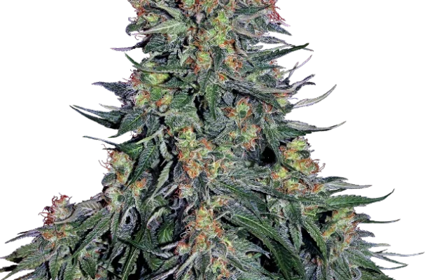 Blue Skunk Feminized (Sensi Seeds) – Pflanze