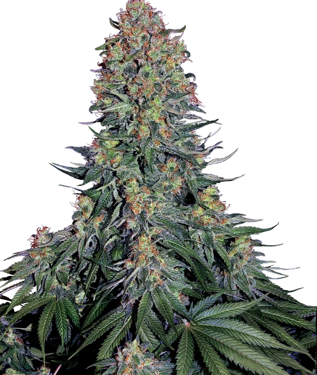Blue Skunk Feminized (Sensi Seeds) – Pflanze