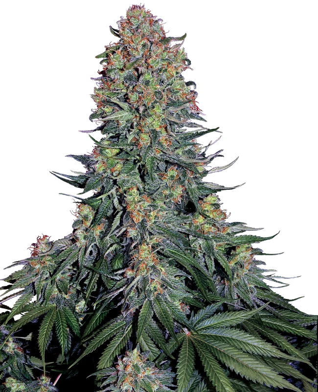 Blue Skunk Feminized (Sensi Seeds) – Pflanze