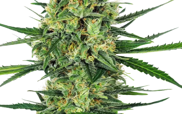 Tangerine Sugar Feminized (Sensi Seeds) – Pflanze