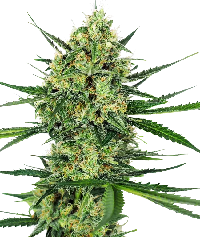 Tangerine Sugar Feminized (Sensi Seeds) – Pflanze