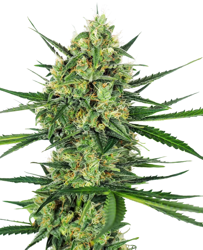 Tangerine Sugar Feminized (Sensi Seeds) – Pflanze