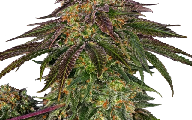 Sweet Cherry Kush Feminized (Sensi Seeds) – Pflanze