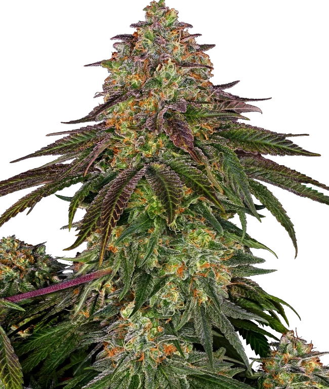 Sweet Cherry Kush Feminized (Sensi Seeds) – Pflanze