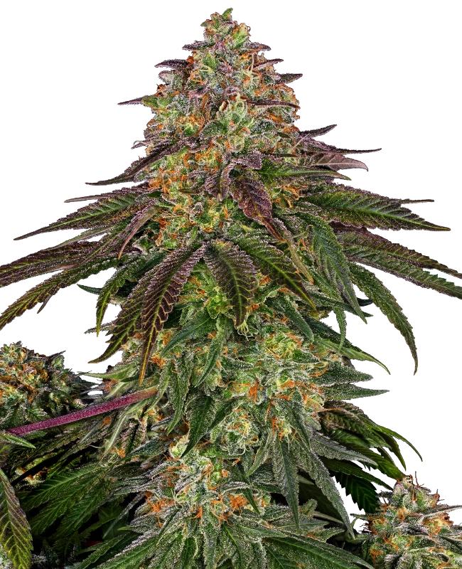 Sweet Cherry Kush Feminized (Sensi Seeds) – Pflanze