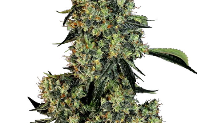 OG Kush Feminized (White Label) – Pflanze