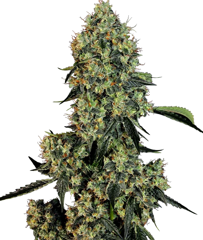 OG Kush Feminized (White Label) – Pflanze