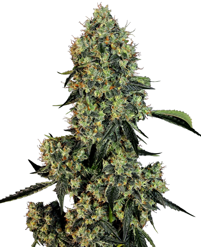 OG Kush Feminized (White Label) – Pflanze