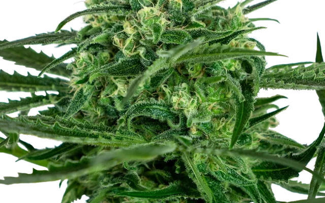 Sensi Amnesia Feminized (Sensi Seeds) – Pflanze