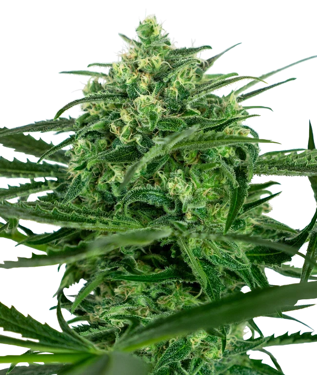 Sensi Amnesia Feminized (Sensi Seeds) – Pflanze