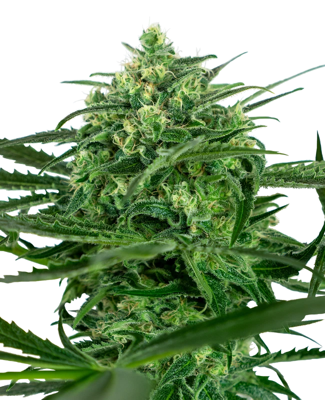 Sensi Amnesia Feminized (Sensi Seeds) – Pflanze