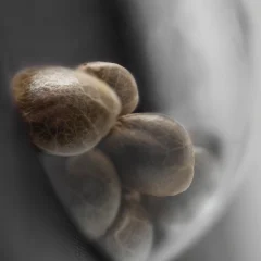Cashew Kush Feminized (Research) – Samen und Produktdetail