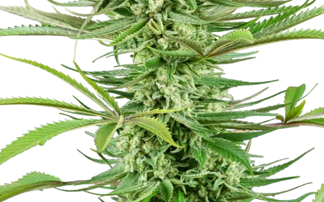 Cashew Kush Feminized (Research) – Pflanze