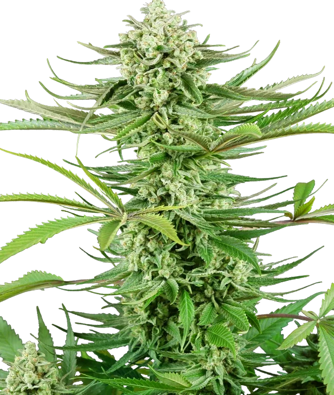 Cashew Kush Feminized (Research) – Pflanze