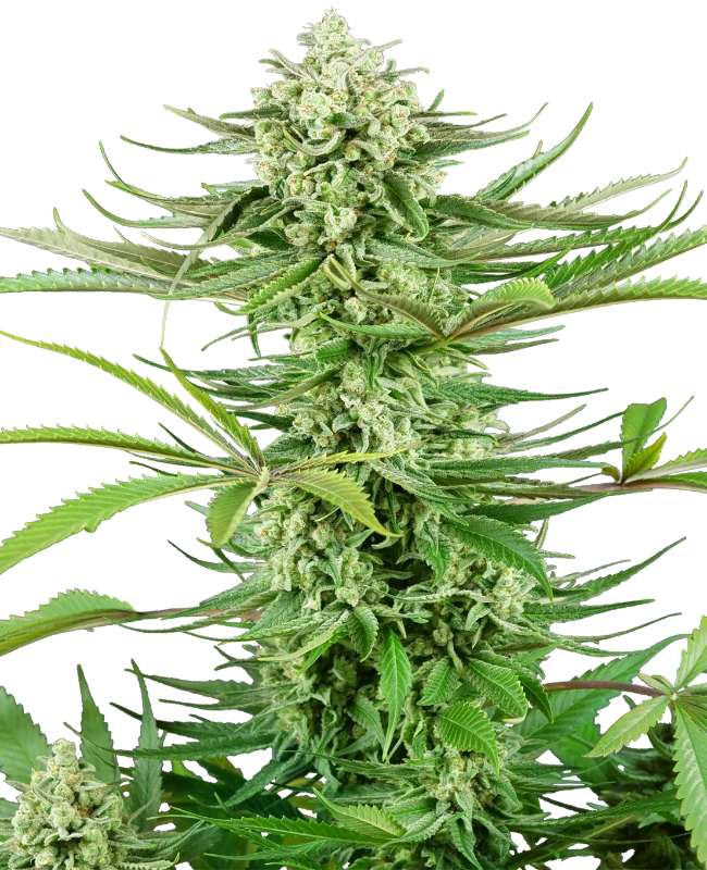 Cashew Kush Feminized (Research) – Pflanze