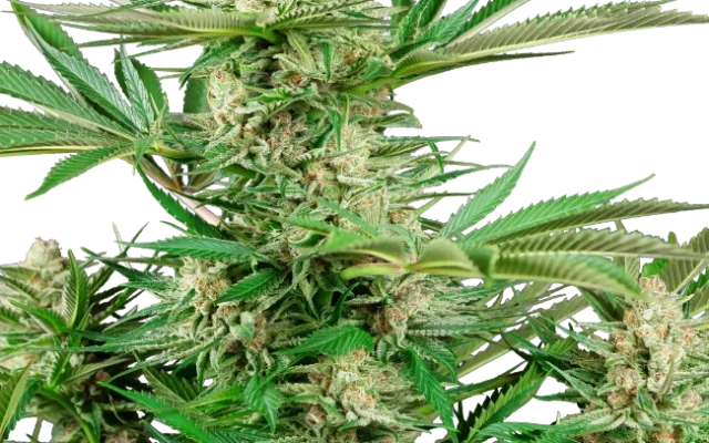 Malibu OG Gold Feminized (Research) – Pflanze