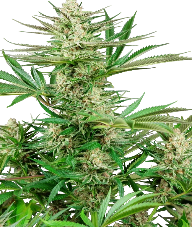 Malibu OG Gold Feminized (Research) – Pflanze