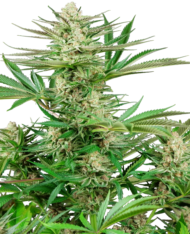 Malibu OG Gold Feminized (Research) – Pflanze