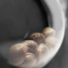 Honey Melon Haze Feminized (Research) – Samen und Produktdetail