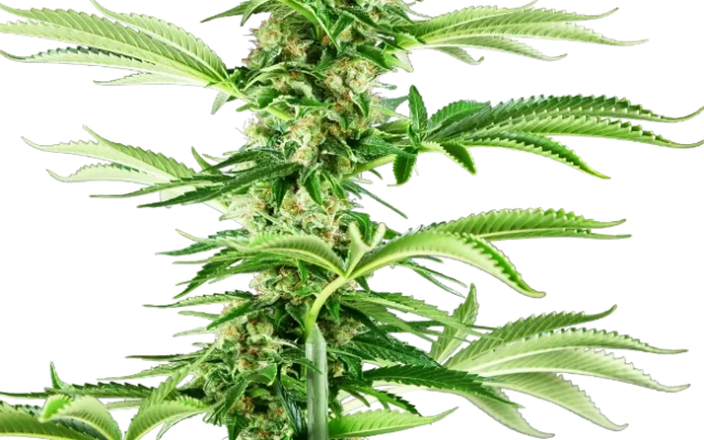 Honey Melon Haze Feminized (Research) – Pflanze
