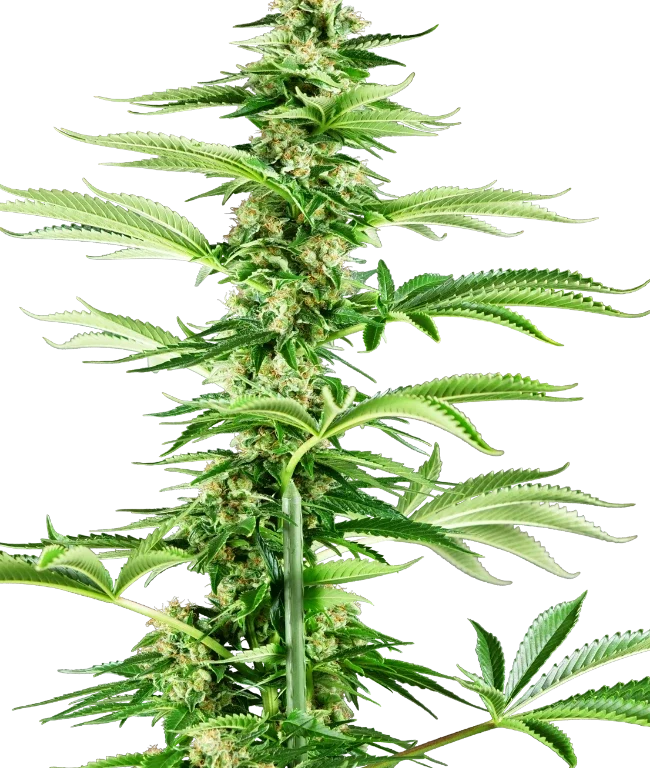 Honey Melon Haze Feminized (Research) – Pflanze