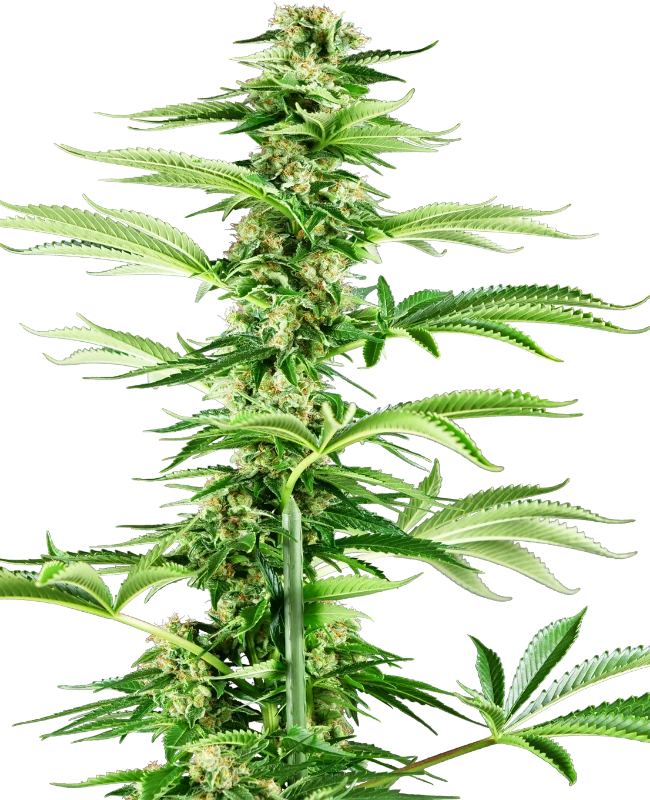 Honey Melon Haze Feminized (Research) – Pflanze