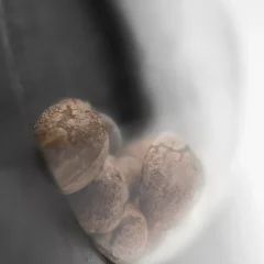 Pumpkin Spice Feminized (Research) – Samen und Produktdetail