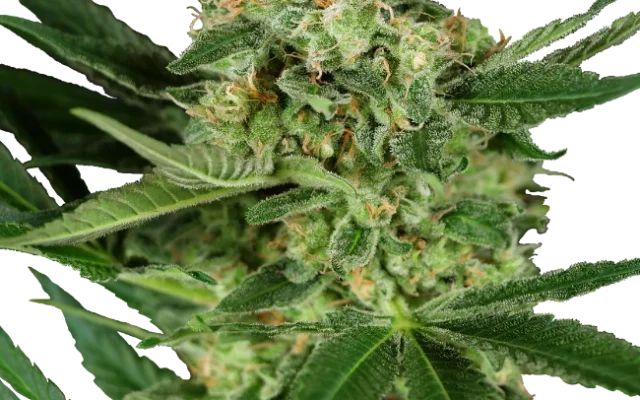Pumpkin Spice Feminized (Research) – Pflanze