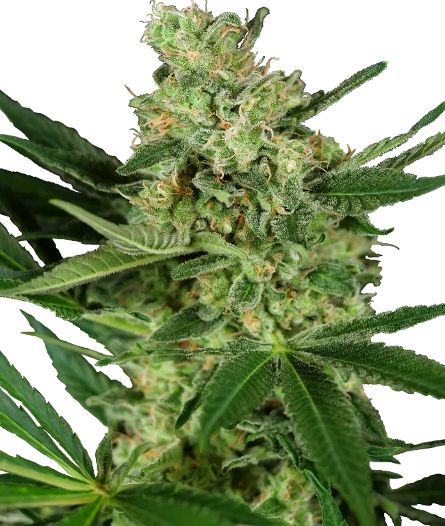 Pumpkin Spice Feminized (Research) – Pflanze