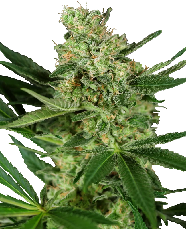 Pumpkin Spice Feminized (Research) – Pflanze