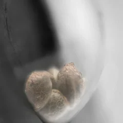Aloha OG Feminized (Research) – Samen und Produktdetail