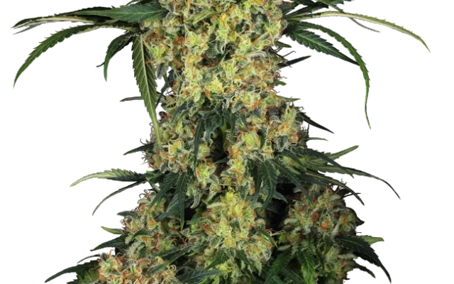 Aloha OG Feminized (Research) – Pflanze