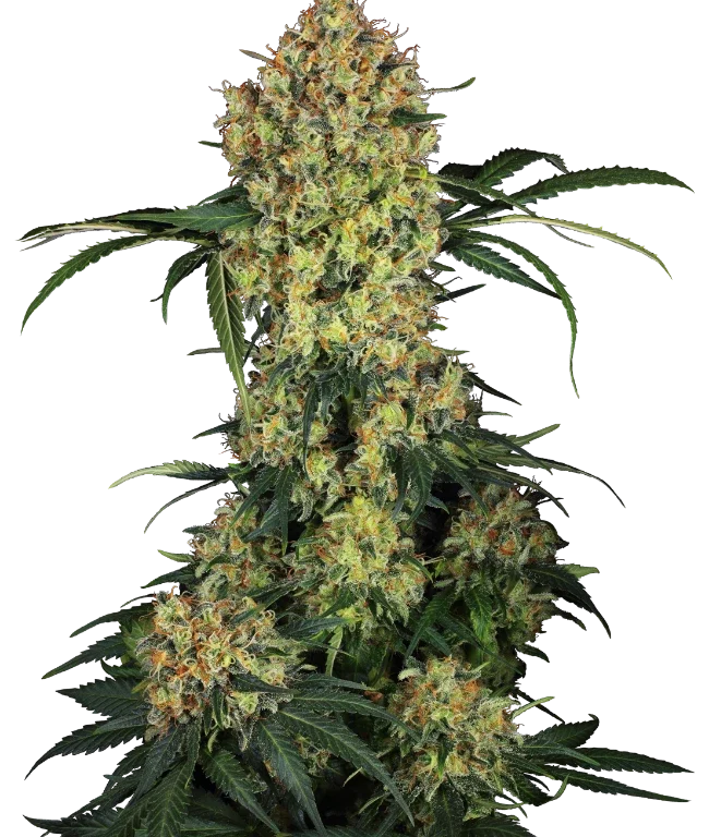 Aloha OG Feminized (Research) – Pflanze