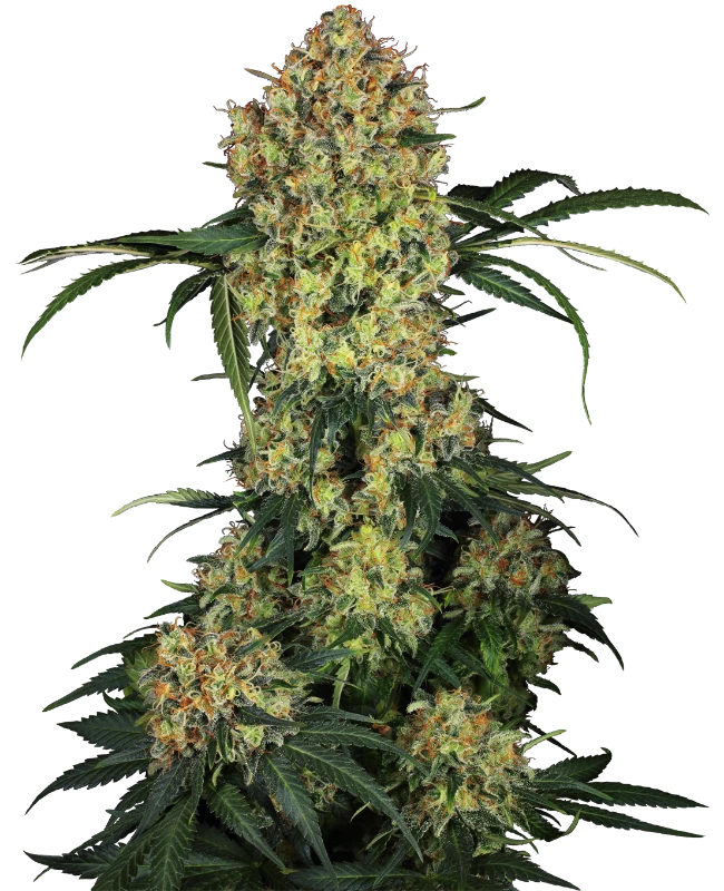 Aloha OG Feminized (Research) – Pflanze