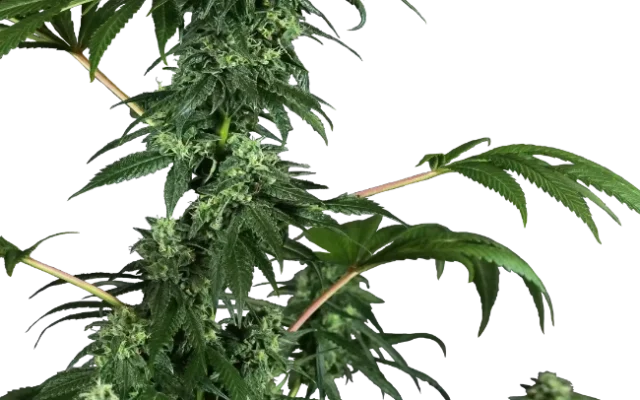 420 Punch Feminized (Research) – Pflanze